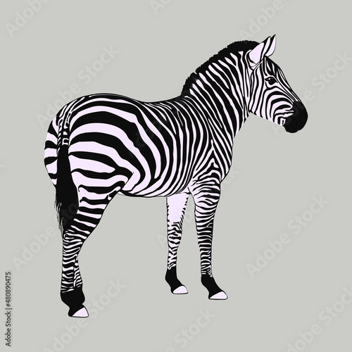 Zebra silhouette isolated vector. Minimalistic animal illustration.