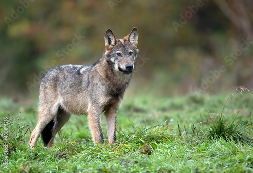Grey wolf   Canis lupus   close up