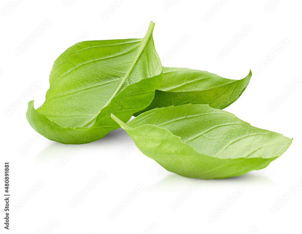 Fototapeta premium basil leaves on white isolated background