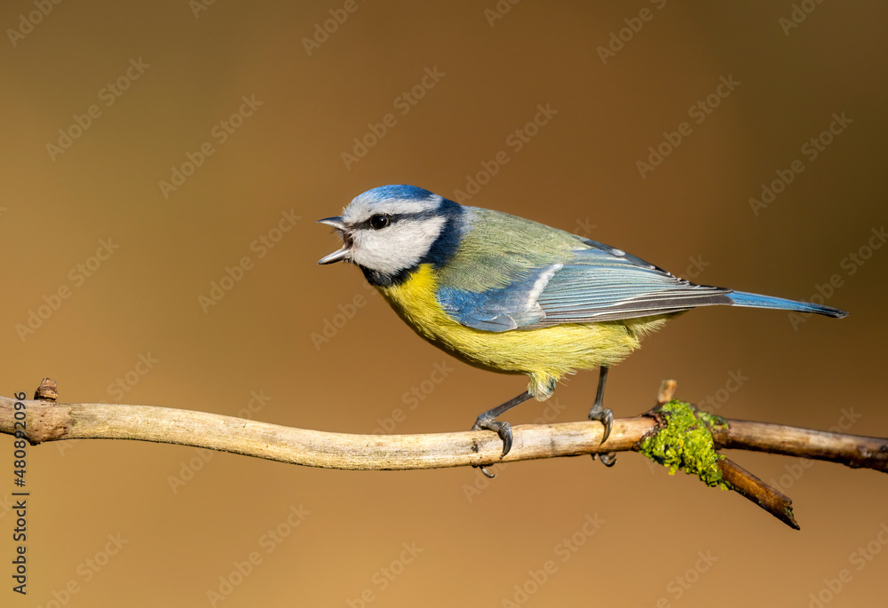 Fototapeta premium Blue tit ( Cyanistes caeruleus ) close up