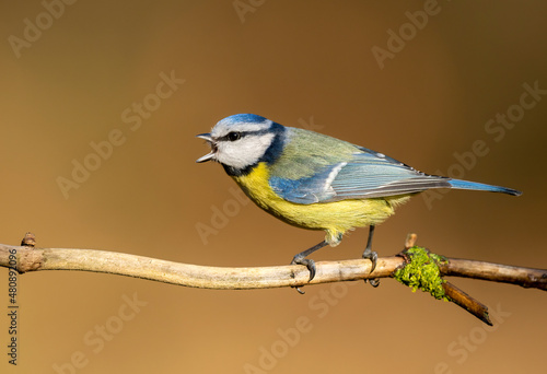 Blue tit ( Cyanistes caeruleus ) close up