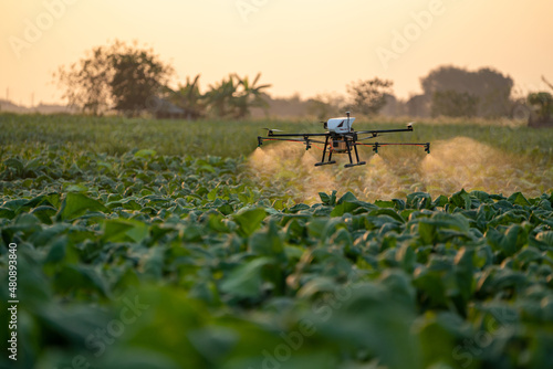 Wallpaper Mural Agricultural drones are on the way to spray fertilizer in tobacco fields. Torontodigital.ca