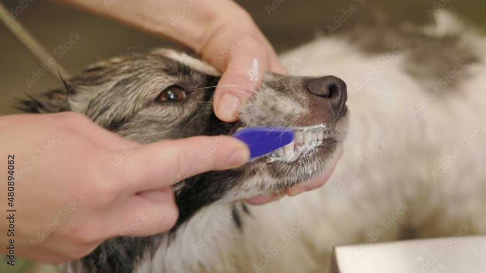 Groomer brushing teeth of the dog with a special brush for animals