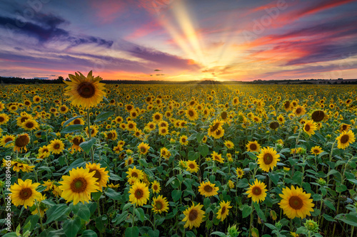 Foto Beautiful sunset over sunflowers field