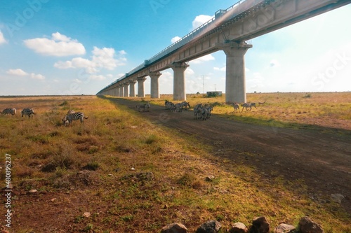 Photography A herd of zebras grazing below the Nairobi Mombasa Railway at Nairobi National P