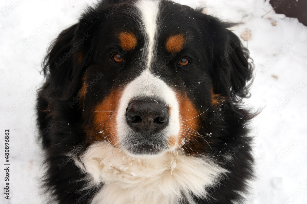 Dog muzzle Bernese mountain dog large.Close up