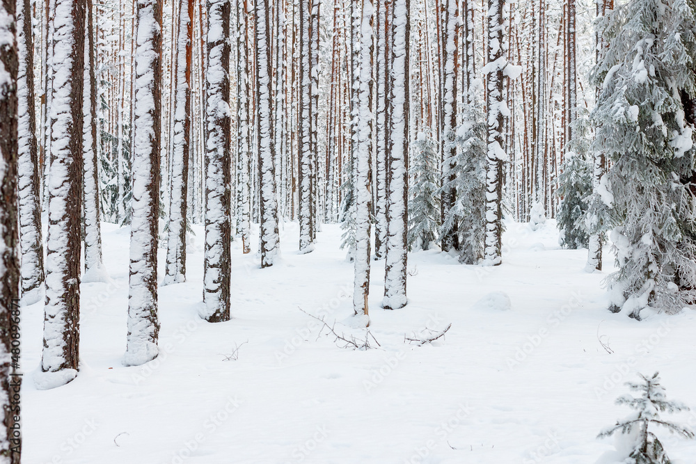 Winter forest. The trees are covered with white snow and frost. Winter forest. The trees are covered with white snow and frost.