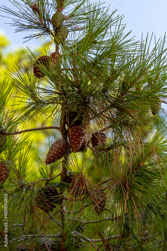 Cones on a pine branch against a blue sky.