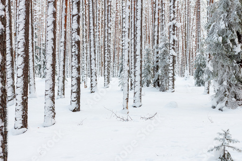 Winter forest. The trees are covered with white snow and frost.