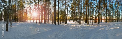 panorama of a pine forest on the lake shore