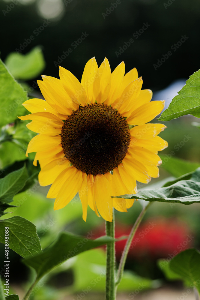 Fototapeta premium Bright yellow sunflower