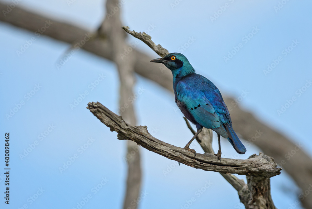 Obraz premium Greater Blue-eared Glossy-starling - Lamprotornis chalybaeus, beautiful blue perching bird from African woodlands, bushes and gardens, Taita hills, Kenya.