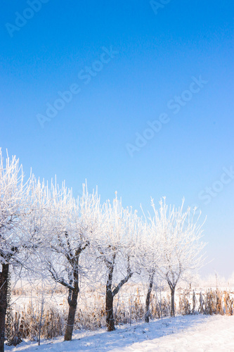 apple orchard  winter  frost  blue sky  field  snow