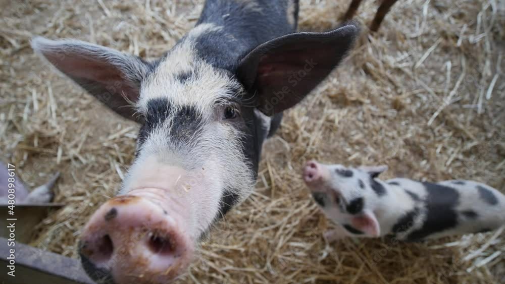 Close-up pig snout in camera with wide angle lens.