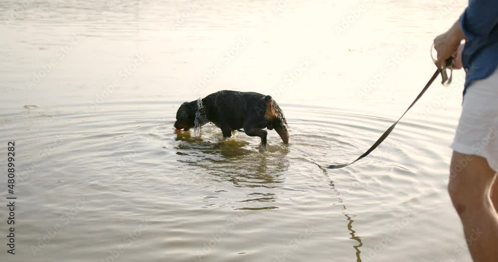 Young man playing with dog standing on lake Young man playing with dog standing on lake