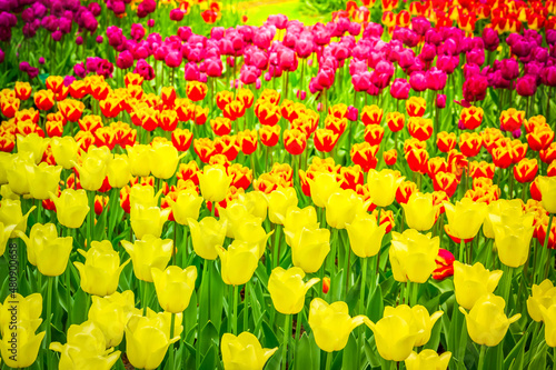 daffodils in spring garden