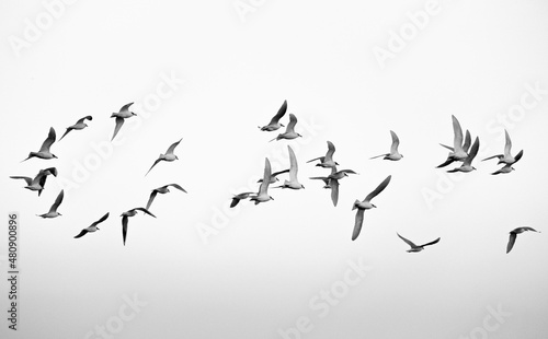 Pájaros volando
