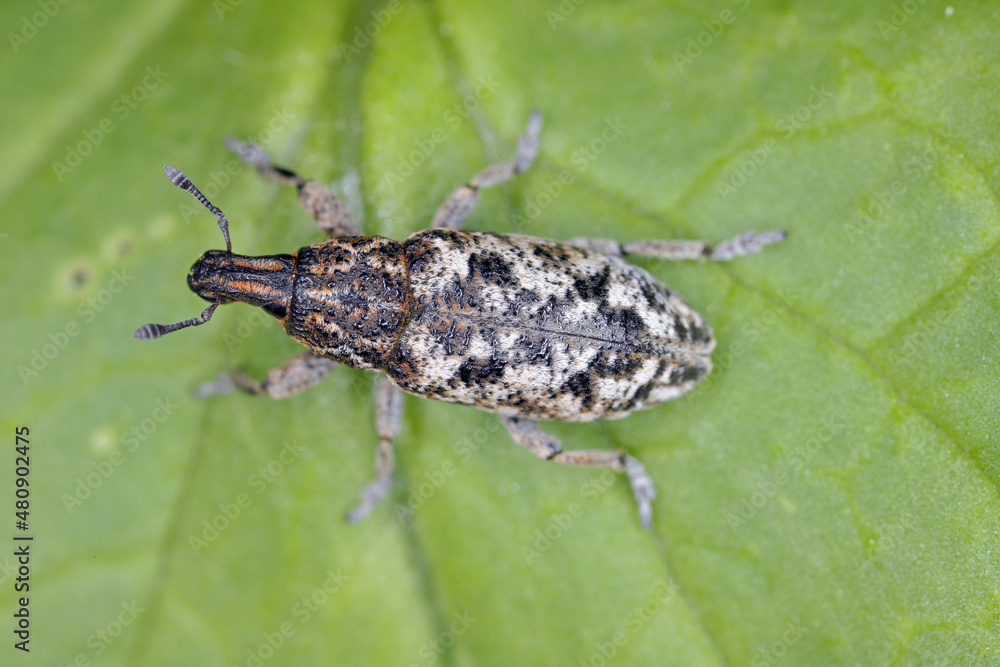 Cyphocleonus dealbatus is a species of true weevil of the family Curculionidae. Cyphocleonus dealbatus is a species of true weevil of the family Curculionidae.