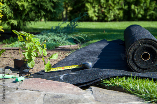 Strawberry bush in a pot, black geotextile in a roll, gardening tools. Selective focus. photo