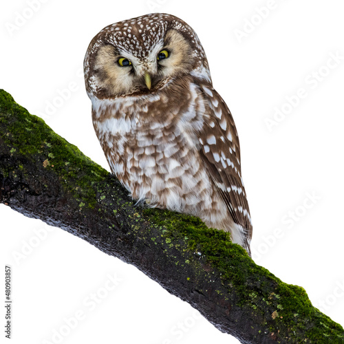 Tengmalm's Owl (Aegolius funereus).