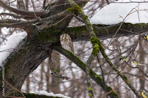 Tengmalm's Owl (Aegolius funereus). photo