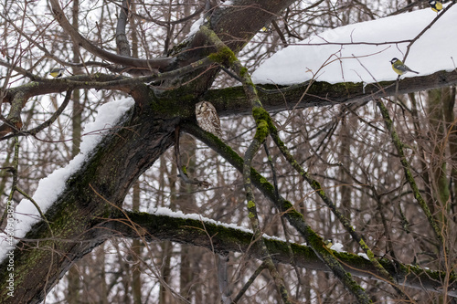 Tengmalm's Owl (Aegolius funereus).
