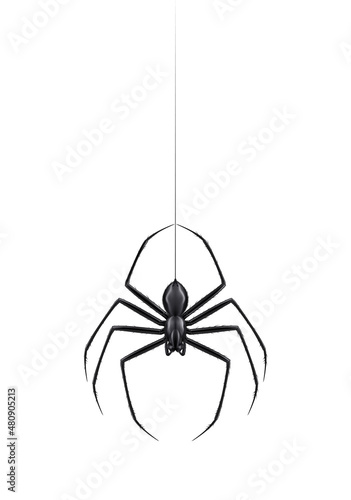 Spider Realistic Illustration