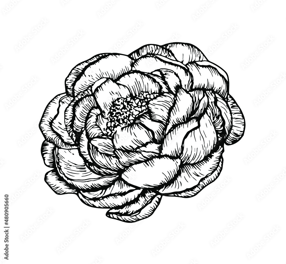 Fototapeta premium Hand drawn vector peony element on vintage line art style for decor, scrapbooking and decoupage 