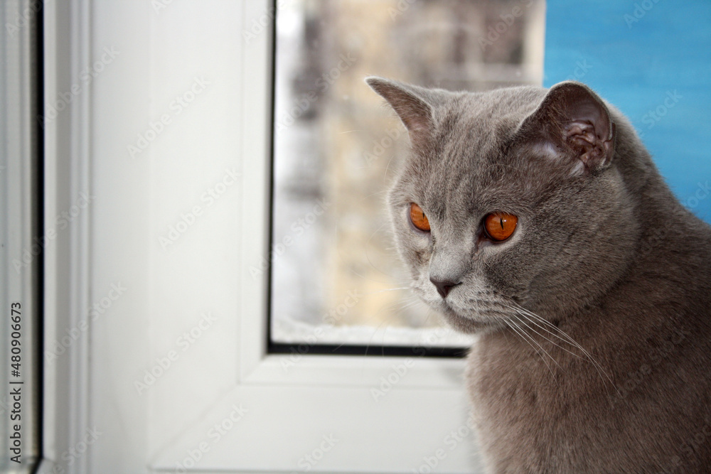 Portrait of a grey British shorthair cat on the background of a window.