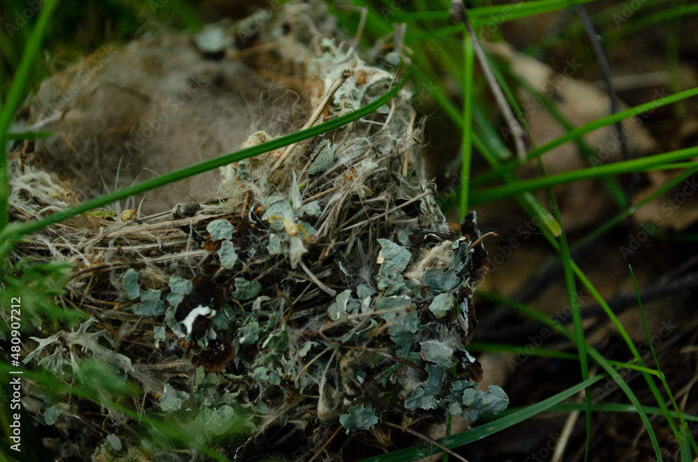 Nest is build by the birds. The birds use leaves,sticks,etc. to make the nest.It is one of the shelter for birds. Birds lay eggs in the nest. Each bird build different types of nest. Nest is build by the birds. The birds use leaves,sticks,etc. to make the nest.It is one of the shelter for birds. Birds lay eggs in the nest. Each bird build different types of nest.