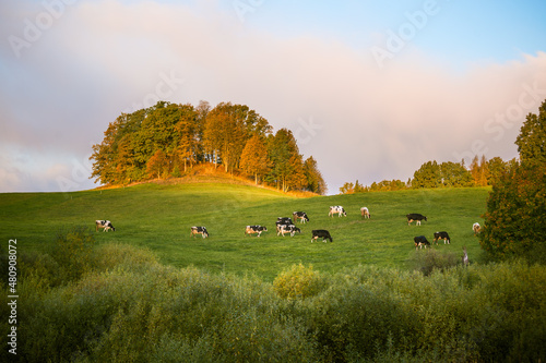Slika na platnu Cows grazing in the autumn pasture