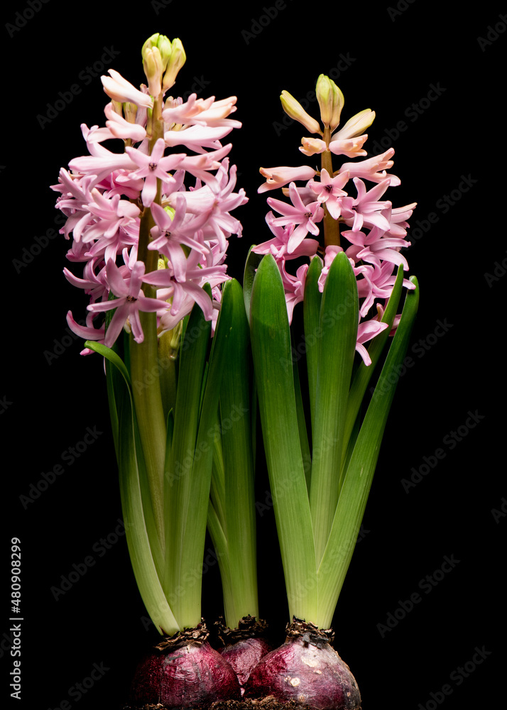 Obraz premium Spring Hyacinth flower isolated on black background