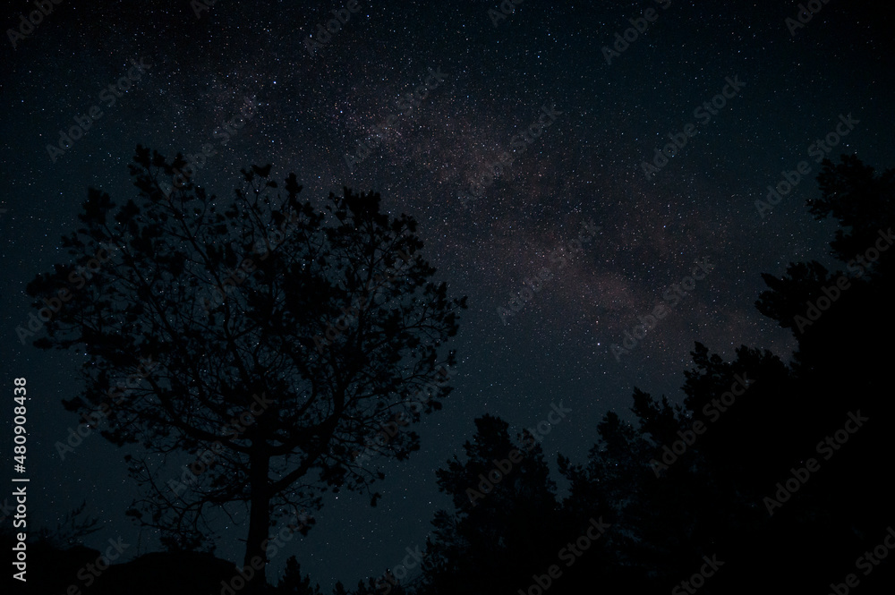 Naklejka premium Milky Way over pine trees on foreground. Starry night sky fully with the stars.