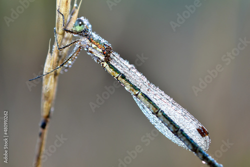 Close-up of a dew-covered dragonfly.