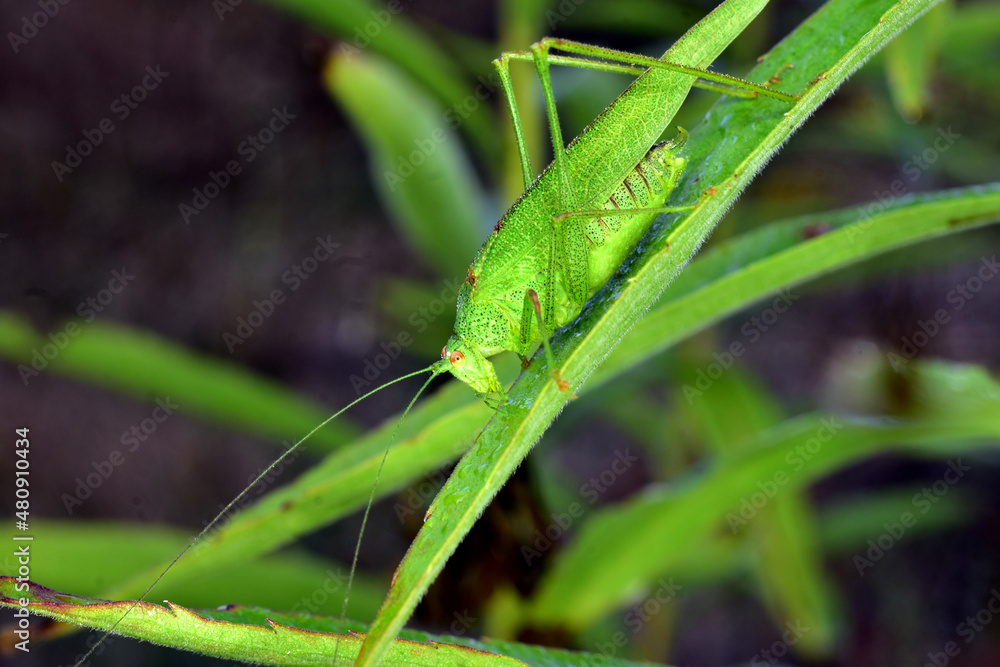 Close-up of green locust covered with dew. Close-up of green locust covered with dew.