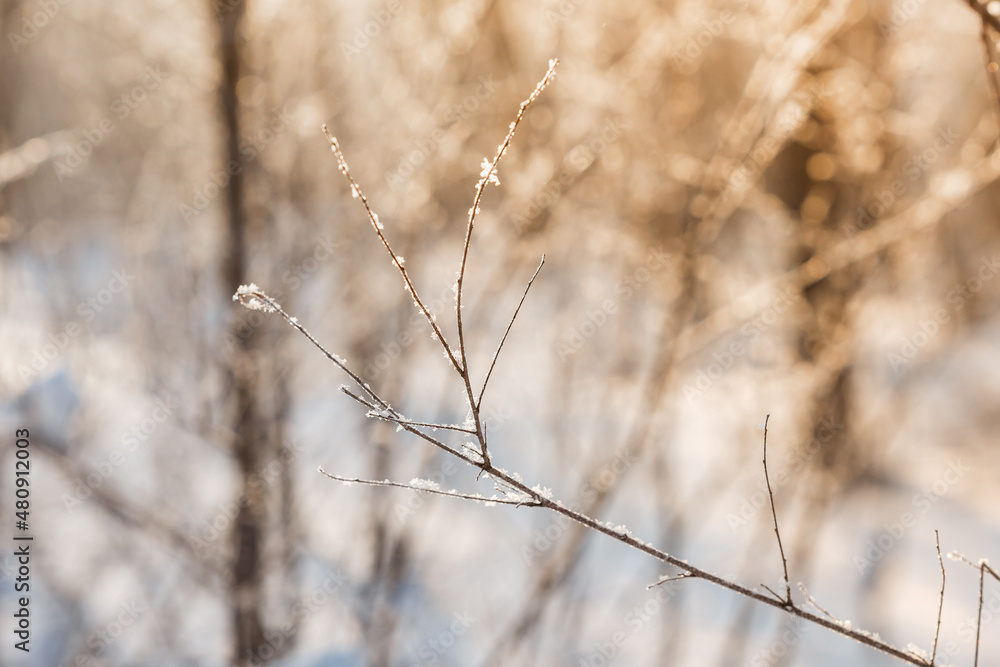 Snow covered branch tree against defocused background in sunrise or sunset with sunrays in winter forest. Snow covered branch tree against defocused background in sunrise or sunset with sunrays in winter forest.