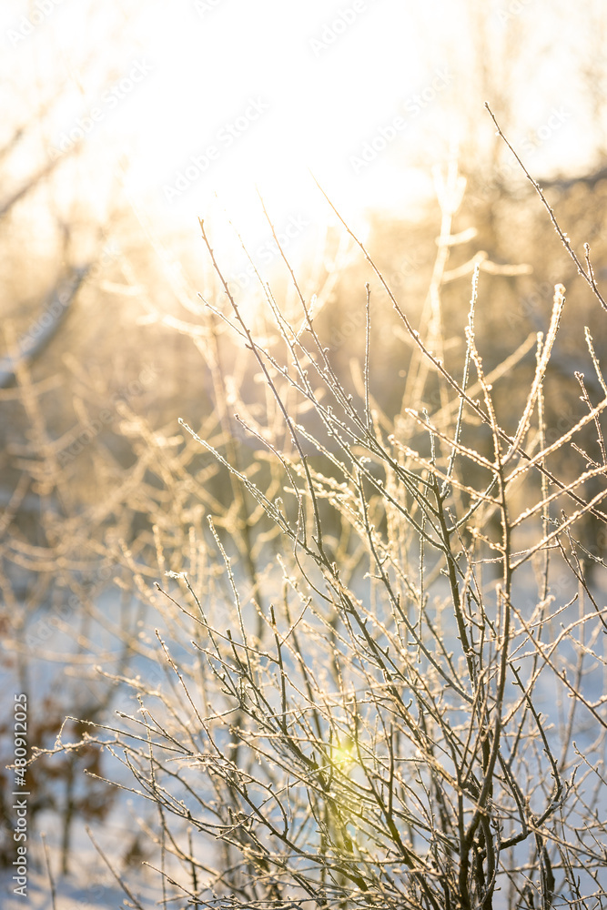 Snow covered branch tree against defocused background in sunrise or sunset with sunrays in winter forest. Snow covered branch tree against defocused background in sunrise or sunset with sunrays in winter forest.