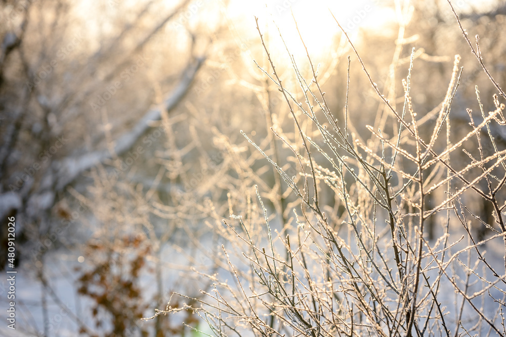 Fototapeta premium Snow covered branch tree against defocused background in sunrise or sunset with sunrays in winter forest. 