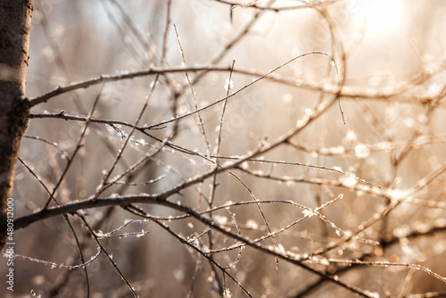 Snow covered branch tree against defocused background in sunrise or sunset with sunrays in winter forest. 