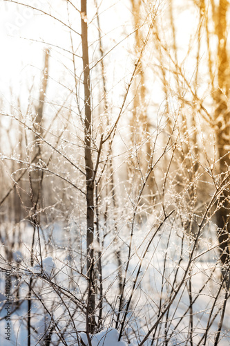 Wallpaper Mural Snow covered branch tree against defocused background in sunrise or sunset with sunrays in winter forest.  Torontodigital.ca