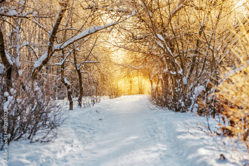 Beautiful landscape with sunset rays of the sun through the winter snow forest with