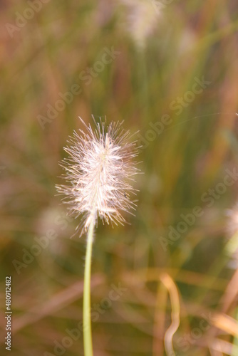 dandelion seed head