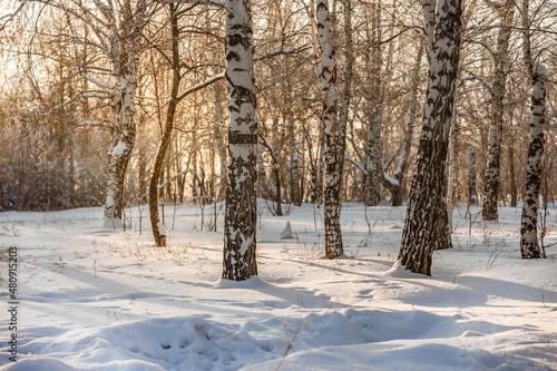 Winter snow forest with sunlight. Amazing natural landscape, no people © KseniaJoyg