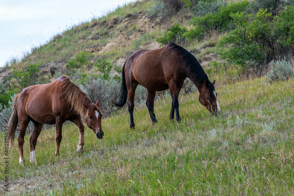 Wild horses in Theodore Roosevelt NP, North Dakota Wild horses in Theodore Roosevelt NP, North Dakota