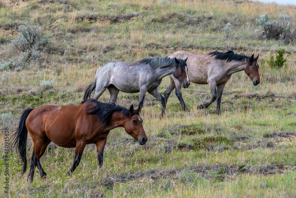 Wild horses in Theodore Roosevelt NP, North Dakota Wild horses in Theodore Roosevelt NP, North Dakota