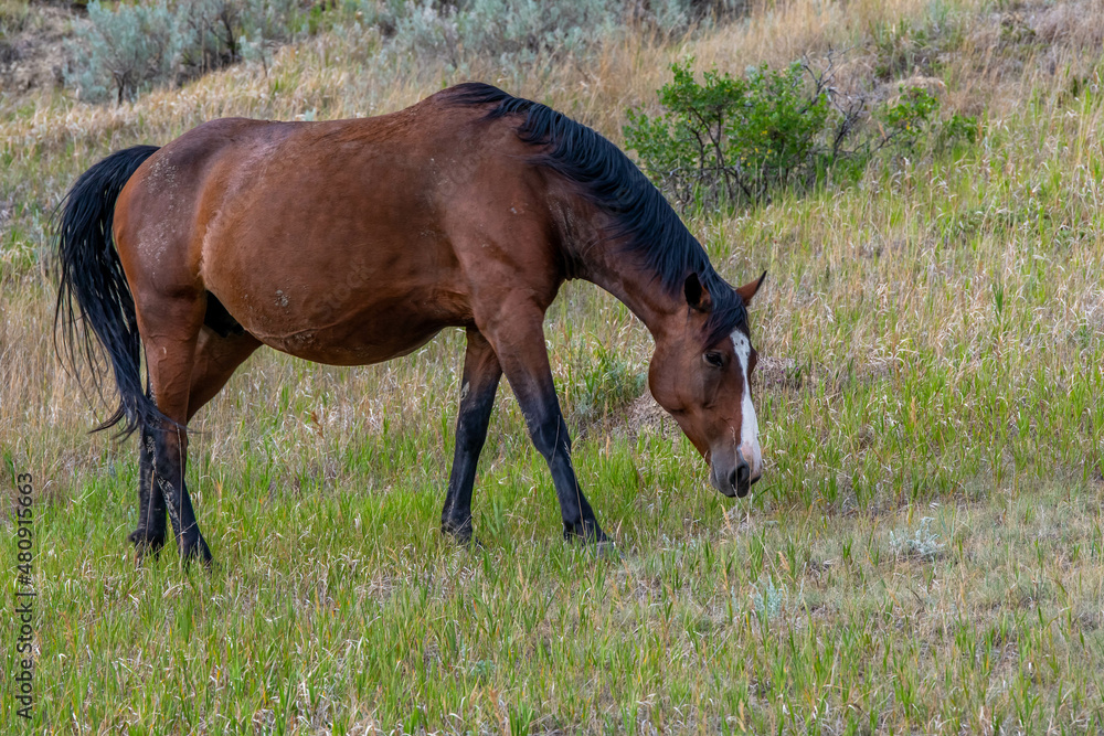 Wild horses in Theodore Roosevelt NP, North Dakota Wild horses in Theodore Roosevelt NP, North Dakota