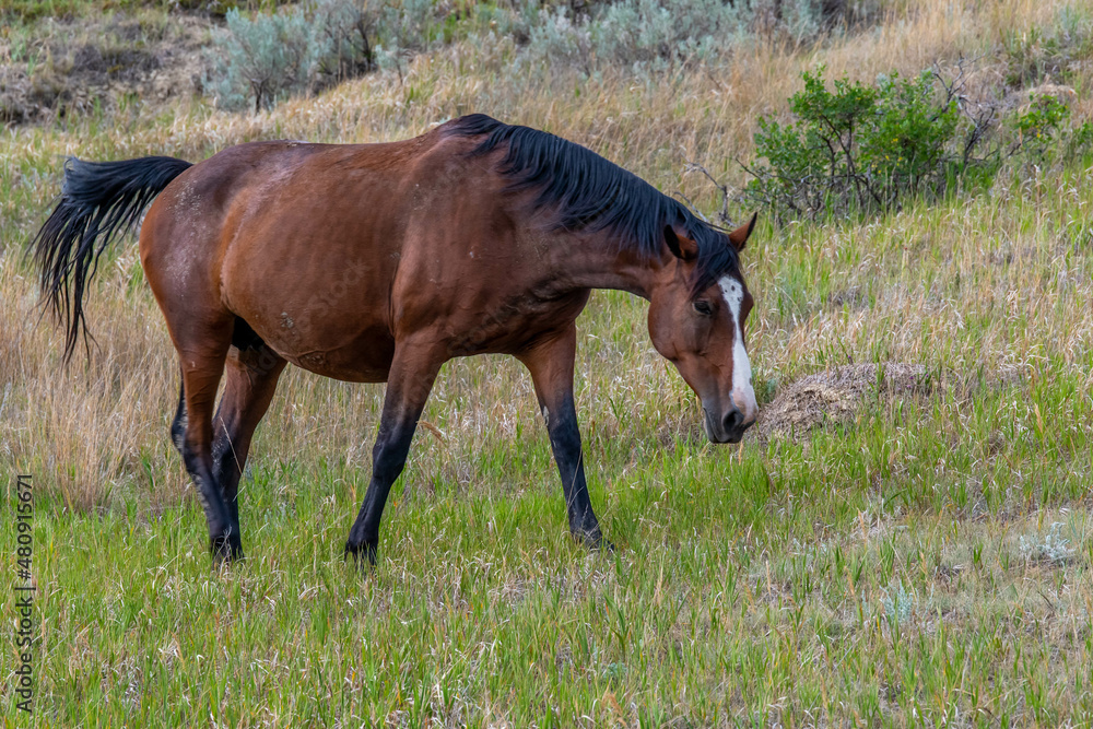 Wild horses in Theodore Roosevelt NP, North Dakota Wild horses in Theodore Roosevelt NP, North Dakota