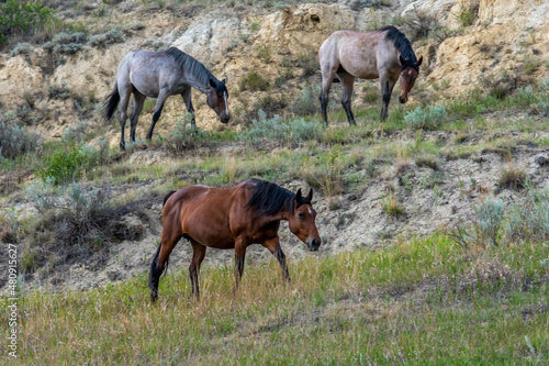 Wild horses in Theodore Roosevelt NP  North Dakota