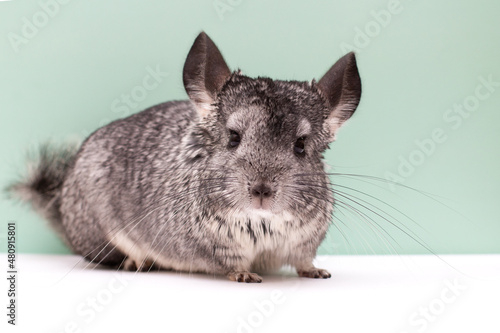 picture of a Young Chinchilla over white and green background