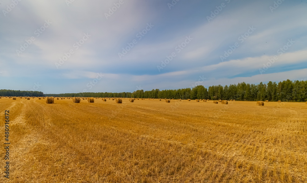 Autumn landscape with a field mown from cereals, straw rolls, a strip of forest and sky Autumn landscape with a field mown from cereals, straw rolls, a strip of forest and sky